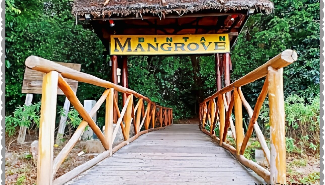 Bintan Mangrove