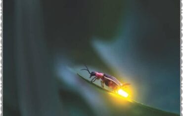 Bintan Fireflies