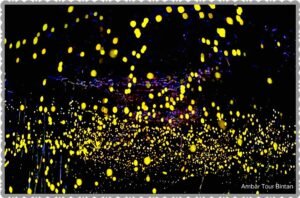 Fireflies