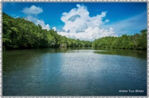 Bintan Mangrove